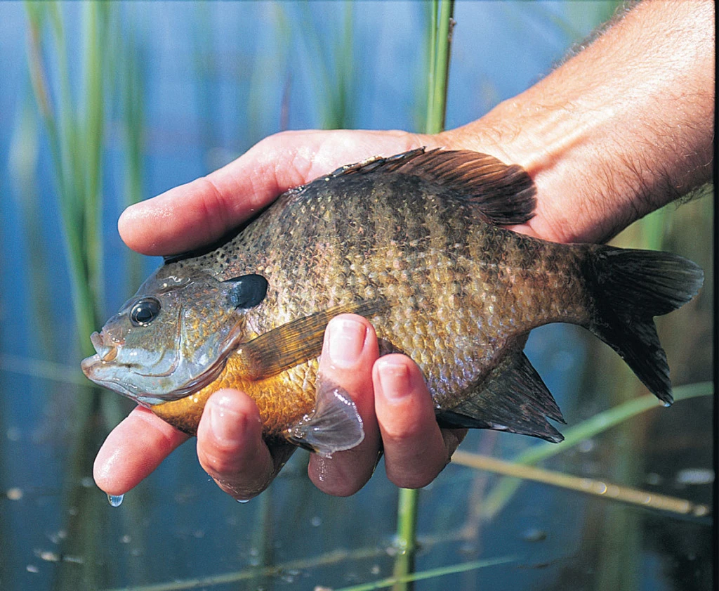 10 Best Practices for Bluegill Fishing