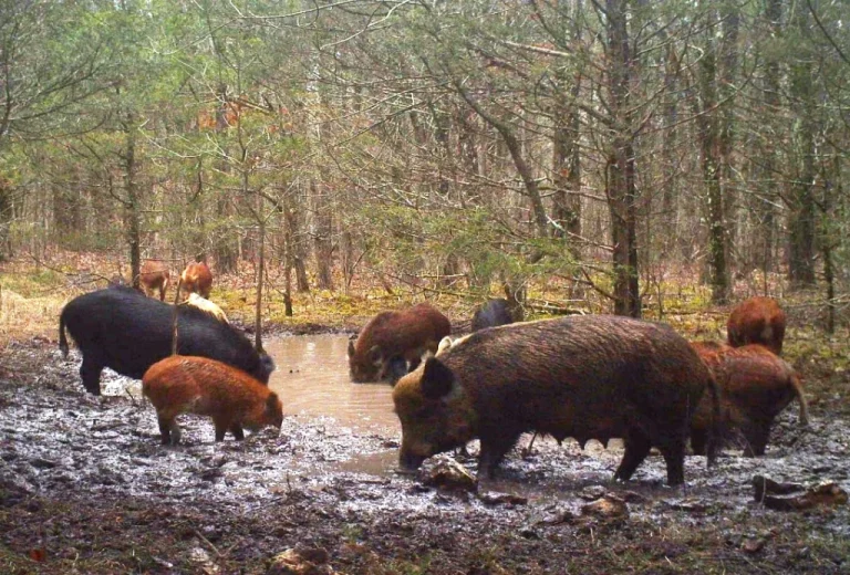 hogs eating by swamp