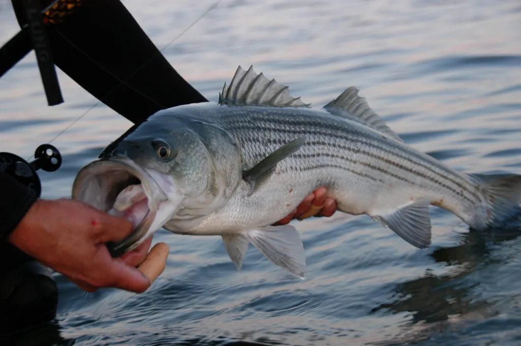 10 Traditional Rules in Striped Sea Bass Fishing
