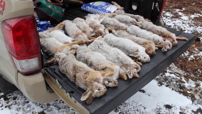 snowshoe hares on a pickup truck