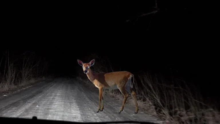 Deer on road at night