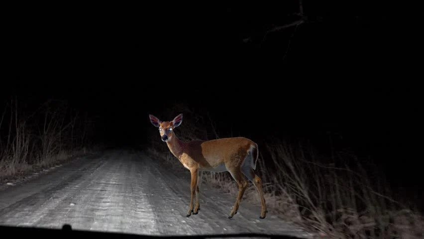 9 Mistakes to Avoid when Hunting Deer at Night