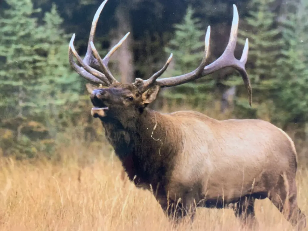 How to Hunt for Elk – Guaranteed Advice for Beginners