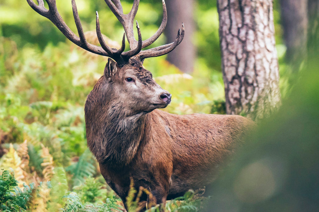 Elk wondering in forest