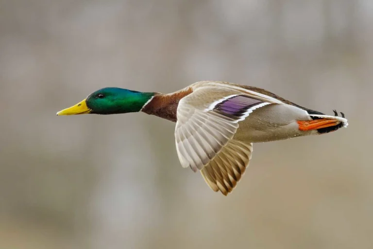 Duck mid-flight