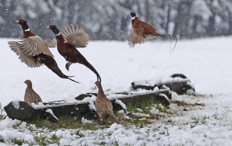Pheasants taking flight in snowfall