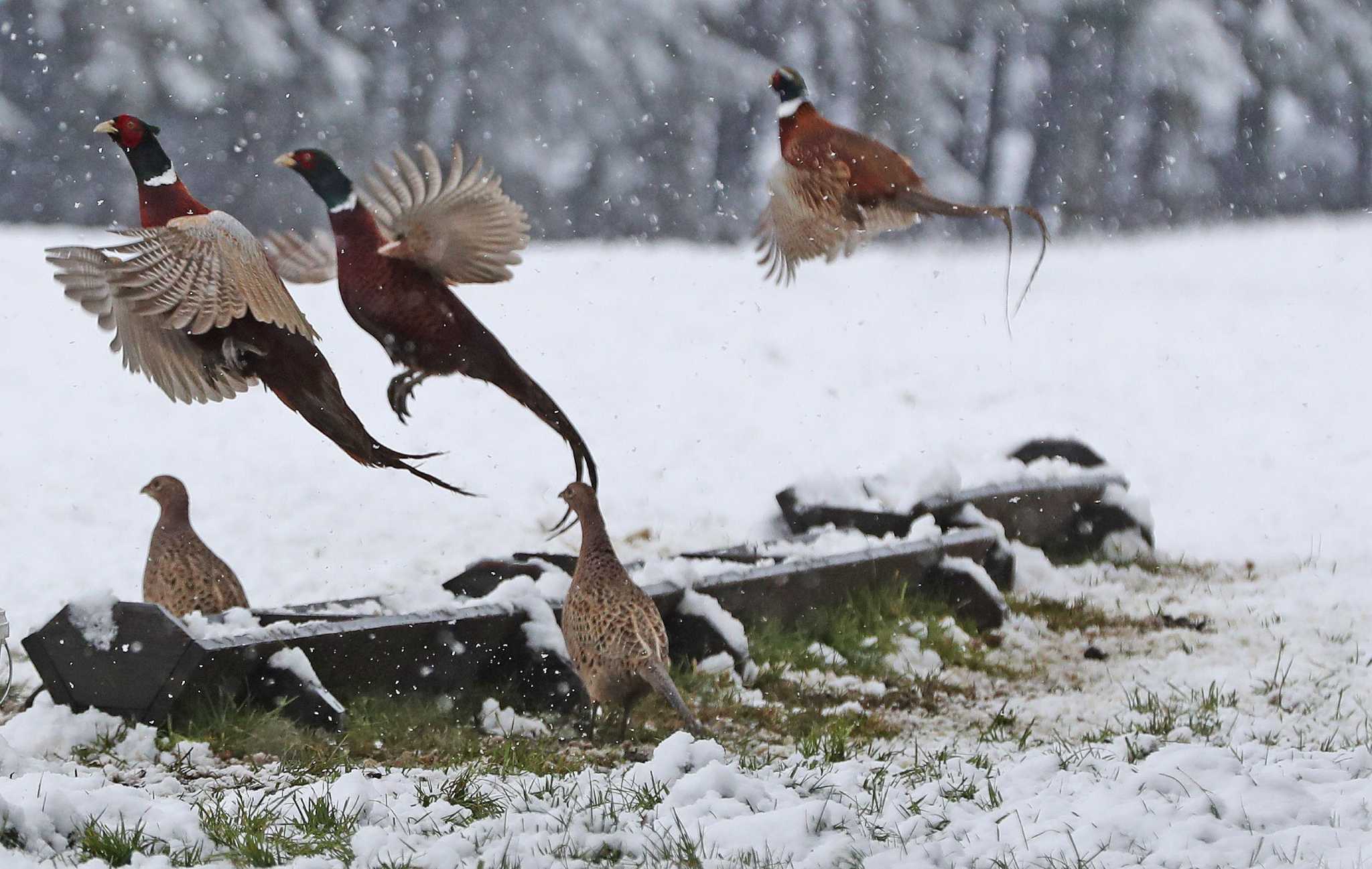 Pheasant Hunting Tips for Beginners