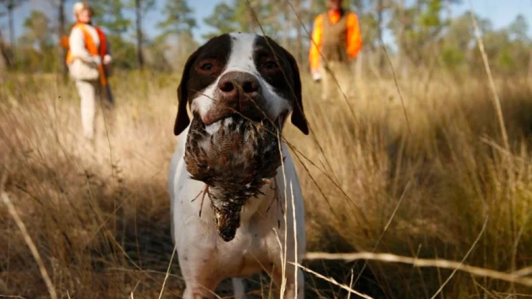 Dog hunting quail