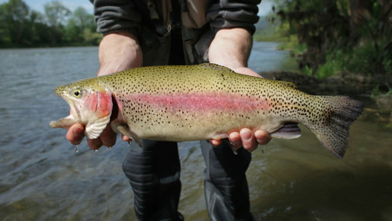 trout fish held in hand