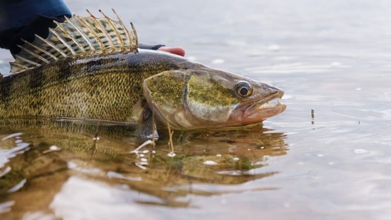 Advice On How To Catch a Walleye