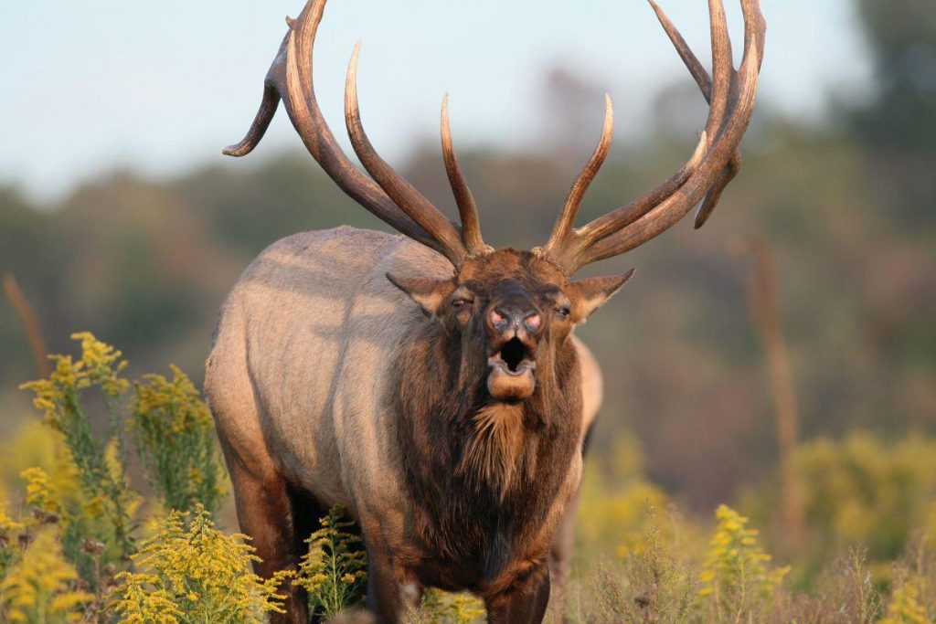 Understanding Elk Behavior – 7 Key Insights for Successful Hunting