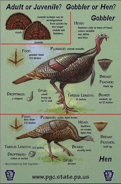turkey description